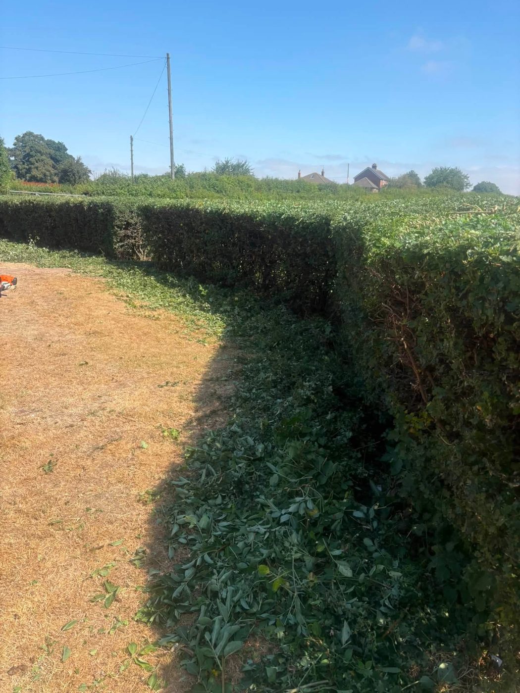Trimmed hedge after