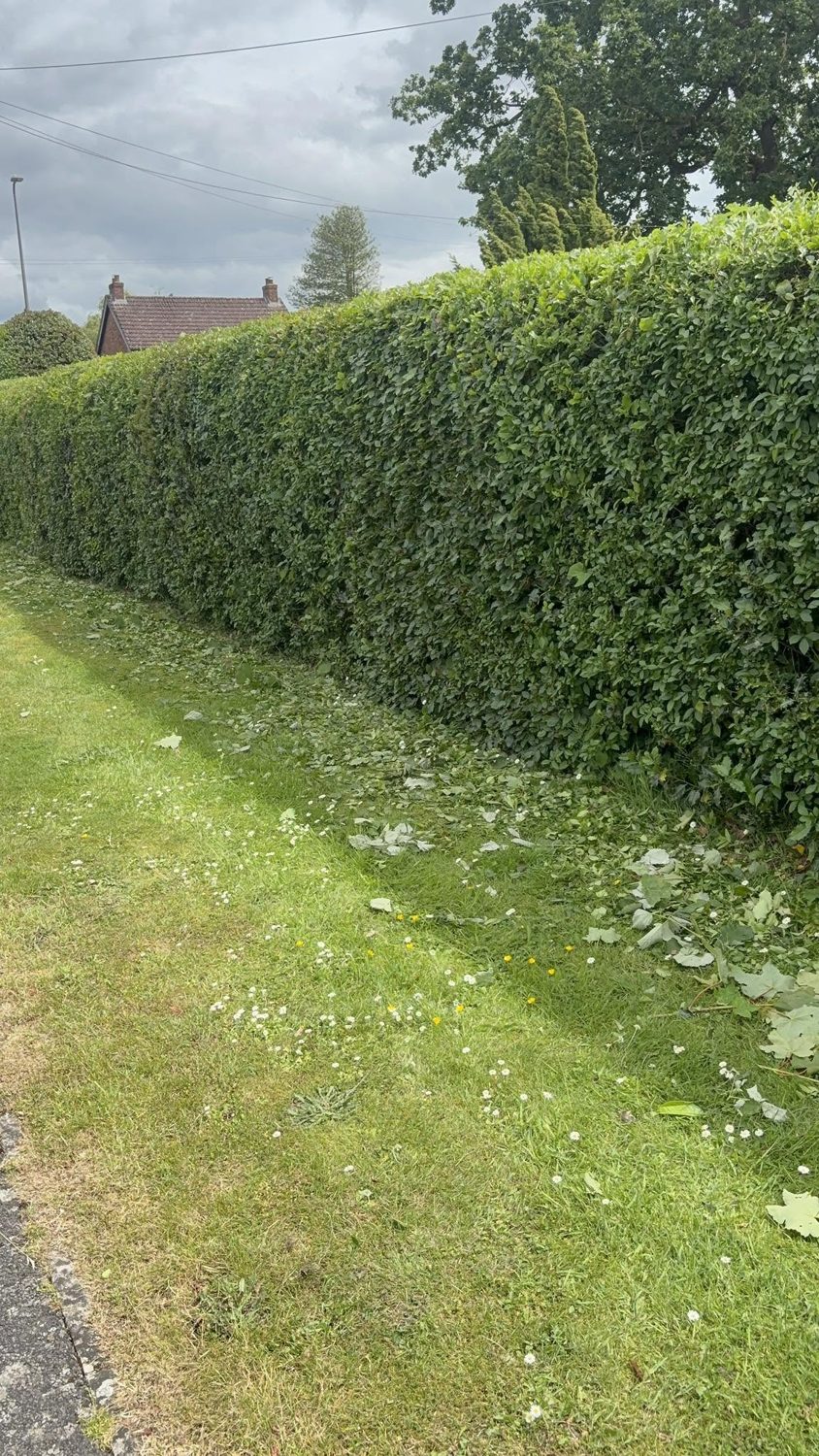 Long hedge neatly trimmed